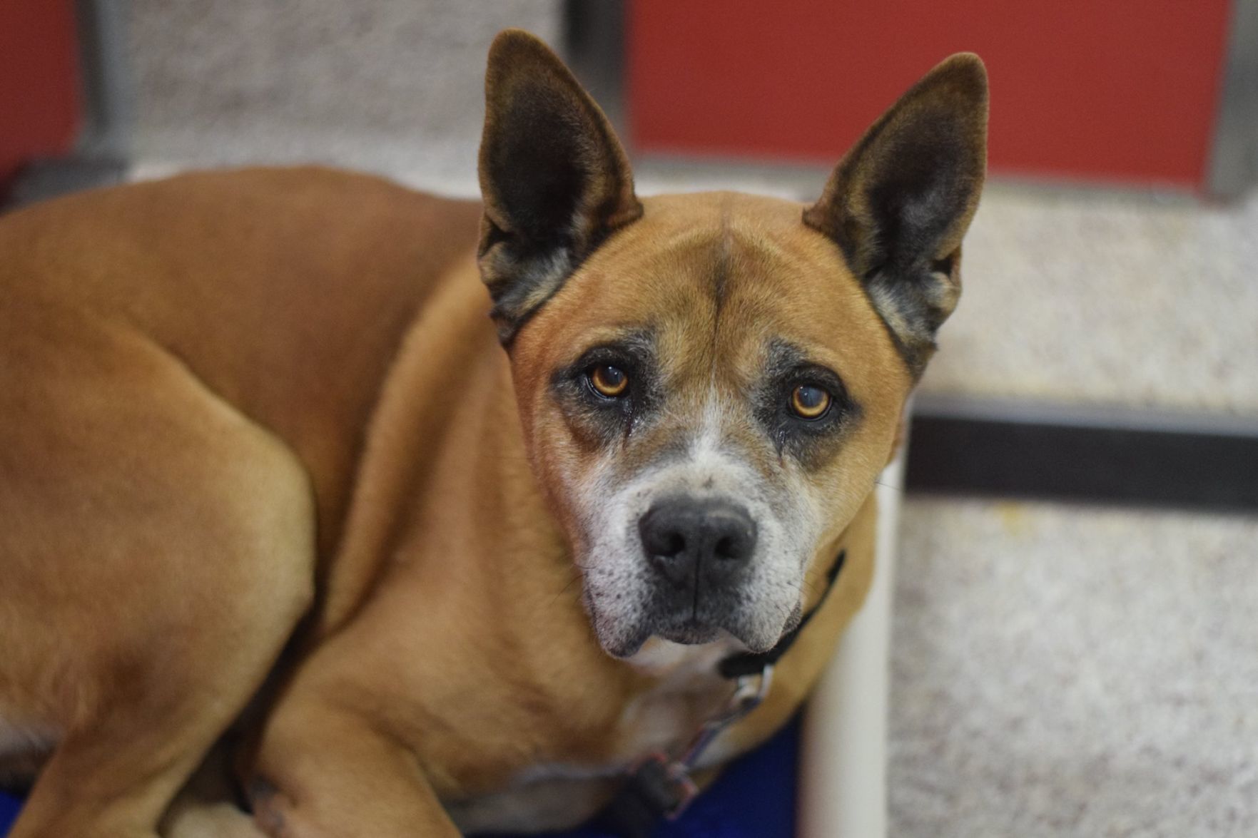 Adopt a friend: Lucky Adams